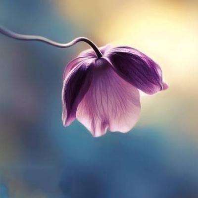 bob手机网页版登录入口