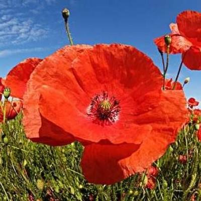 998娱乐彩票安卓APP下载手机版